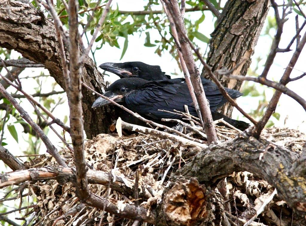 653 - COMMON RAVEN (6-7-09) nest with 2 young, carrizo plain nat mon, slo co, ca (2) by Sloalan is marked with CC0 1.0